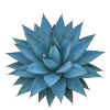 Agave
