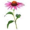 Echinacea