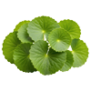 Gotu Kola