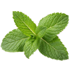 Peppermint Oil